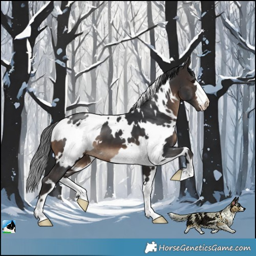 Horse Color:White Spotted Brown 