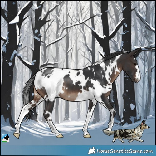 Horse Color:White Spotted Brown