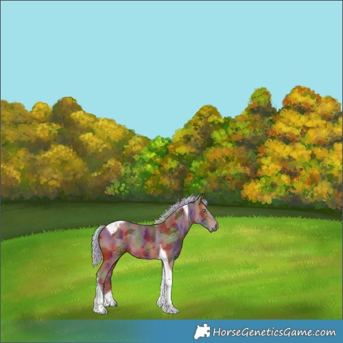 Horse Color:Nacre Silver Bay Merle Tobiano 