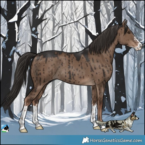 Horse Color:Liver Red Dun Sabino Rabicano Brindle 