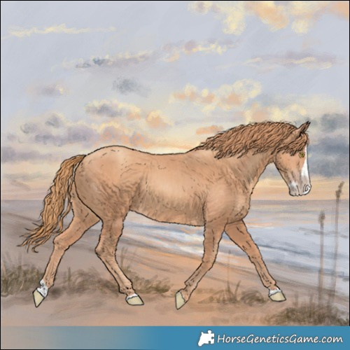 Horse Color:Gold Champagne Splash 