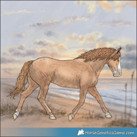 Horse Color:Gold Champagne Splash