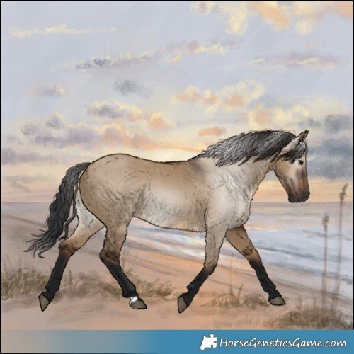 Horse Color:Gray Bay Dun 