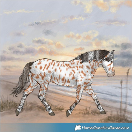 Horse Color:Bay Appaloosa