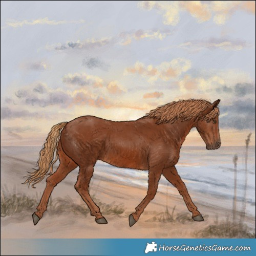 Horse Color:Chestnut 