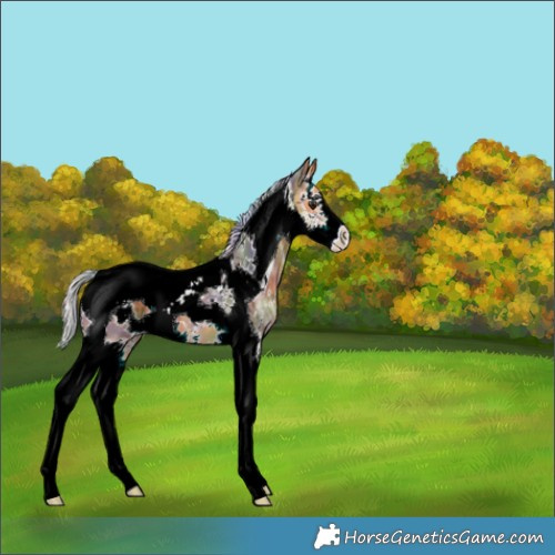 Horse Color:Nacre White Spotted Silver Buckskin Ice Splash Tobiano 
