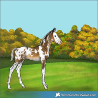 Horse Color:Gray White Spotted Silver Classic Cream Champagne Splash Appaloosa 