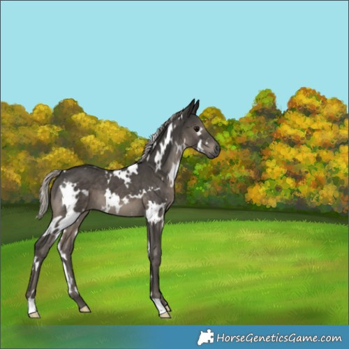 Horse Color:Gray White Spotted Silver Black 