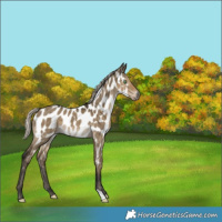 Horse Color:Gray Silver Smoky Grullo Appaloosa Brindle 