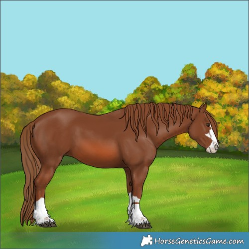 Horse Color:Chestnut 