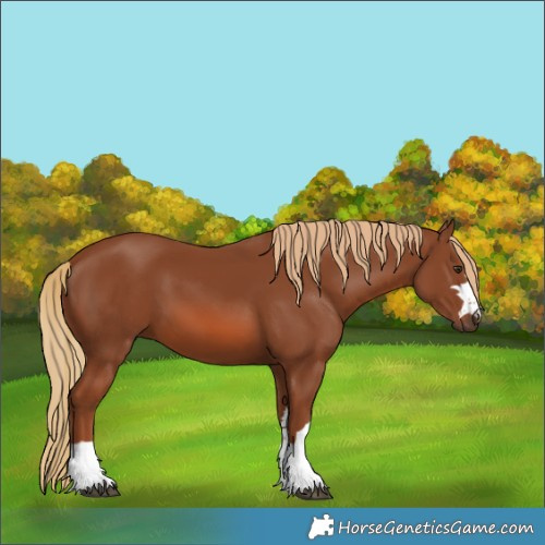 Horse Color:Chestnut 