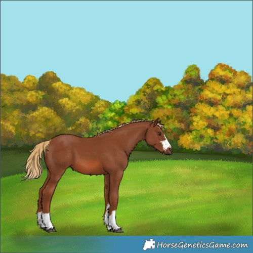 Horse Color:Chestnut 