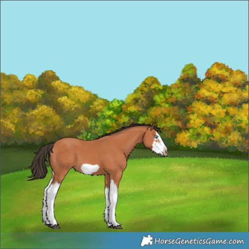 Horse Color:Bay Splash Frame 