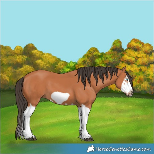 Horse Color:Bay Splash Frame 