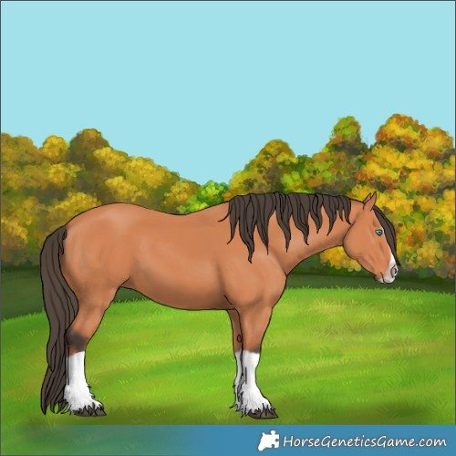 Horse Color:Bay Splash Frame 