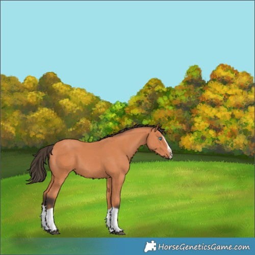 Horse Color:Bay Splash Frame 