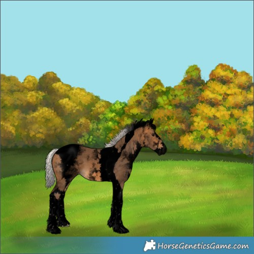 Horse Color:Void White Spotted Silver Buckskin Splash Tobiano 