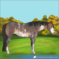 Horse Color:Brown Sabino