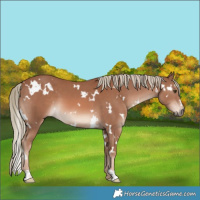 Horse Color:White Spotted Chestnut Mushroom 