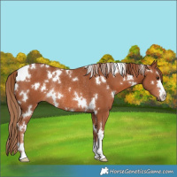 Horse Color:White Spotted Chestnut Rabicano