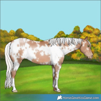 Horse Color:White Spotted Silver Bay Pearl