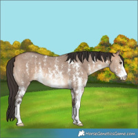 Horse Color:Bay Dun Sabino 