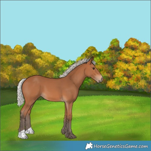 Horse Color:Silver Bay 