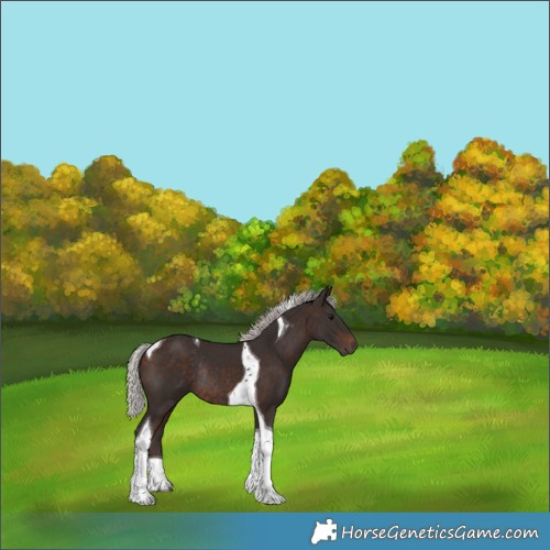 Horse Color:Silver Brown Tobiano Rabicano 