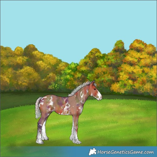 Horse Color:Nacre White Spotted Silver Bay 