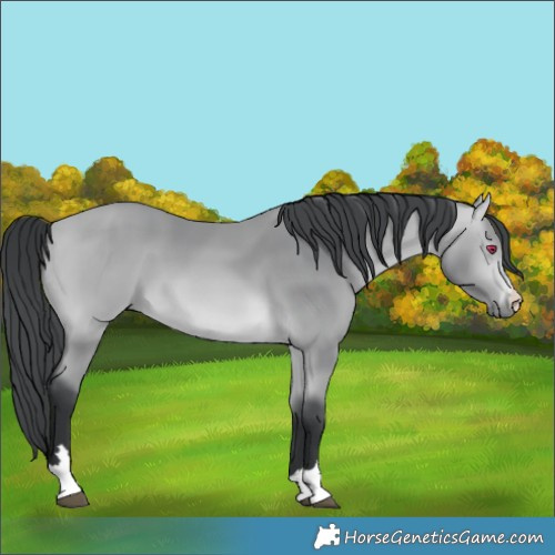 Horse Color:Bay Chinchilla 