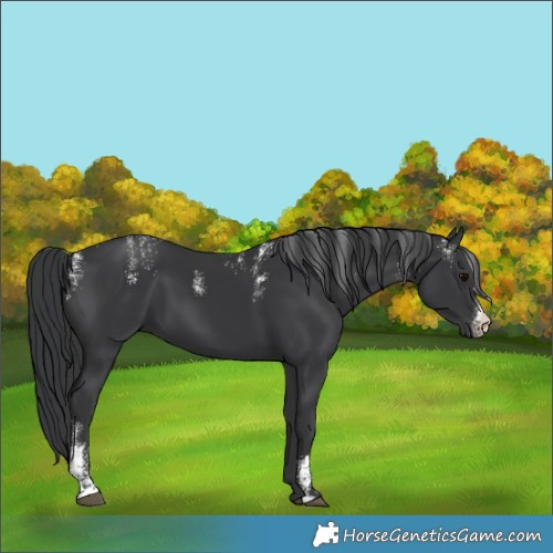 Horse Color:Powder White Black 