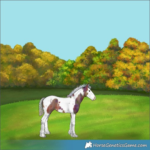 Horse Color:Nacre Silver Bay Splash Tobiano 
