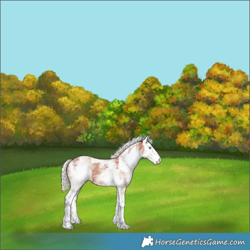 Horse Color:White Spotted Silver Bay Merle
