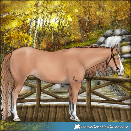 Horse Color:Gold Champagne Splash 