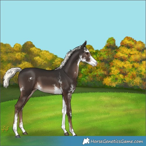 Horse Color:Liver Chestnut Mushroom Sabino 