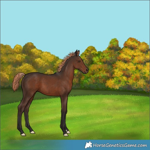 Horse Color:Liver Chestnut 