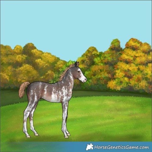 Horse Color:Liver Chestnut Sabino 