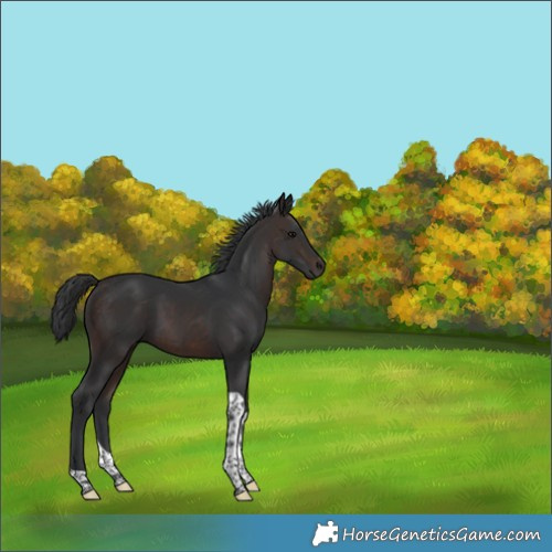 Horse Color:Brown Tobiano 