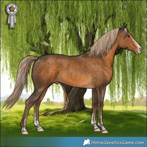 Horse Color:Chocolate Palomino Sabino 