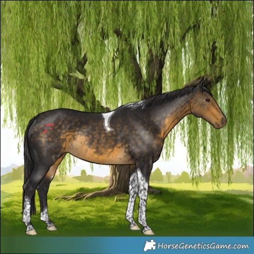 Horse Color:Buckskin Tobiano Rabicano 