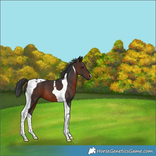 Horse Color:Brown Tobiano 