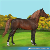 Horse Color:Liver Chestnut 