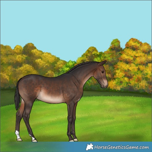 Horse Color:Brown 