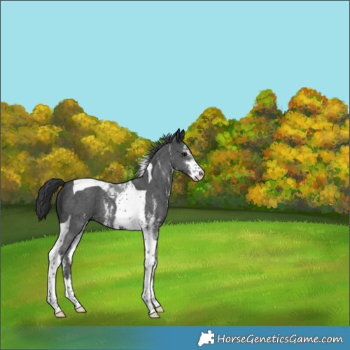 Horse Color:Black Sabino Tobiano