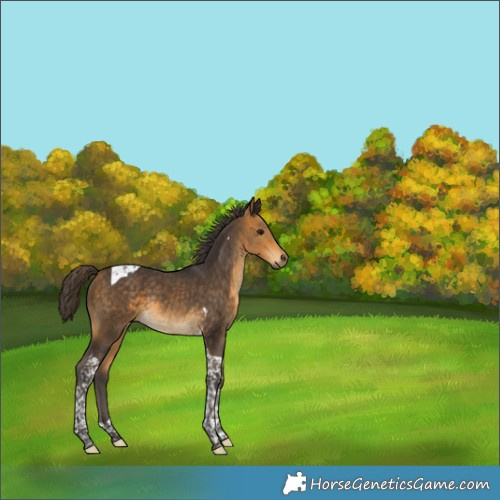 Horse Color:Buckskin Tobiano 