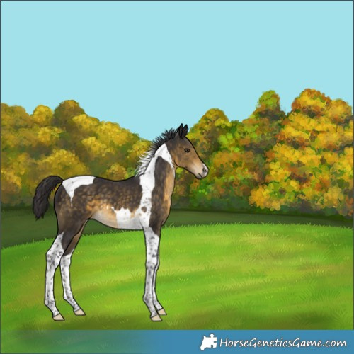 Horse Color:Buckskin Tobiano 
