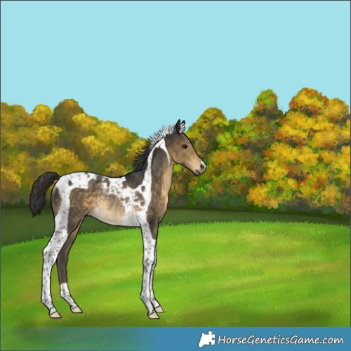 Horse Color:Buckskin Tobiano Rabicano