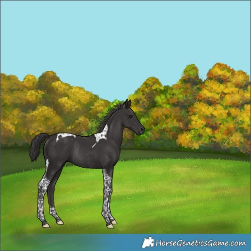 Horse Color:Smoky Black Tobiano Rabicano 