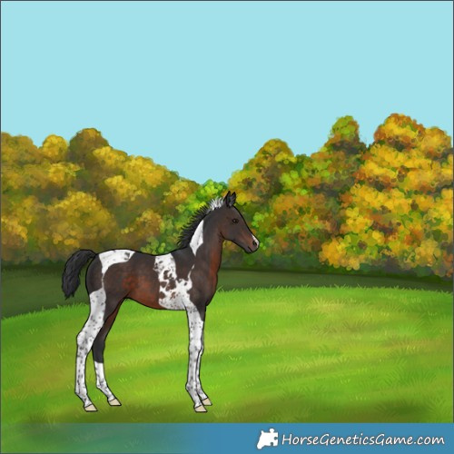 Horse Color:Brown Tobiano 