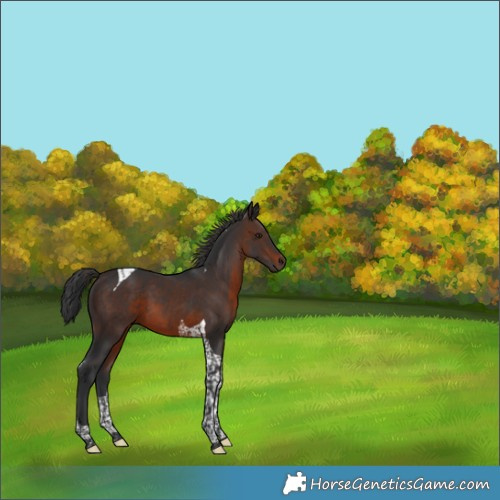 Horse Color:Brown Tobiano 